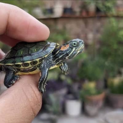 Imported Tortoise and Turrtless