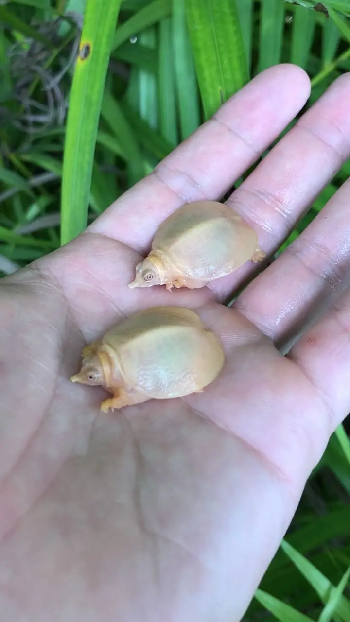 Imported Tortoise and Turrtless — photo 5