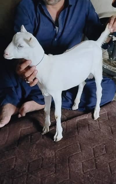 Teddy gulabi bacha
