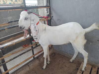 1 beetal desi  donda male  for sale in rwp,mohallahrajasultan