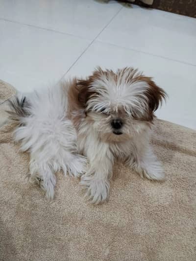 Shih Tzu Puppy | Toy Breed Dog | Excellent Quality ShihTzu | Puppy