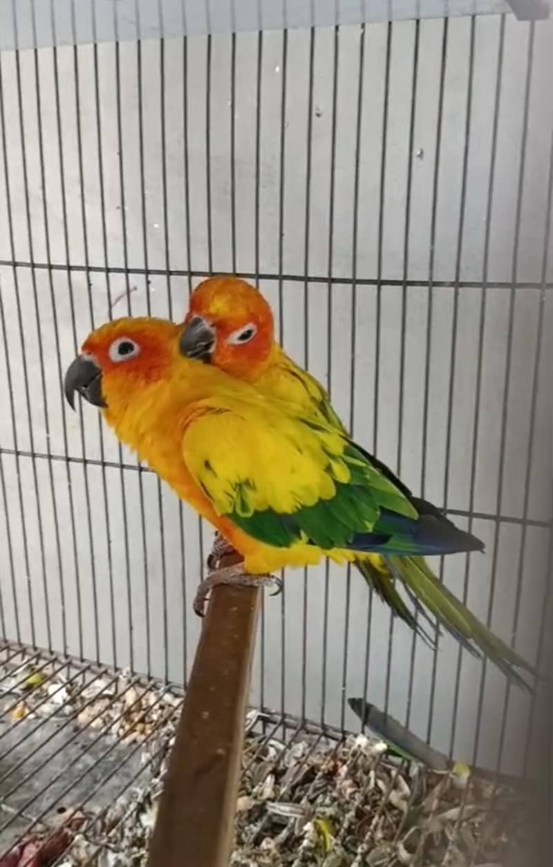 conure 0