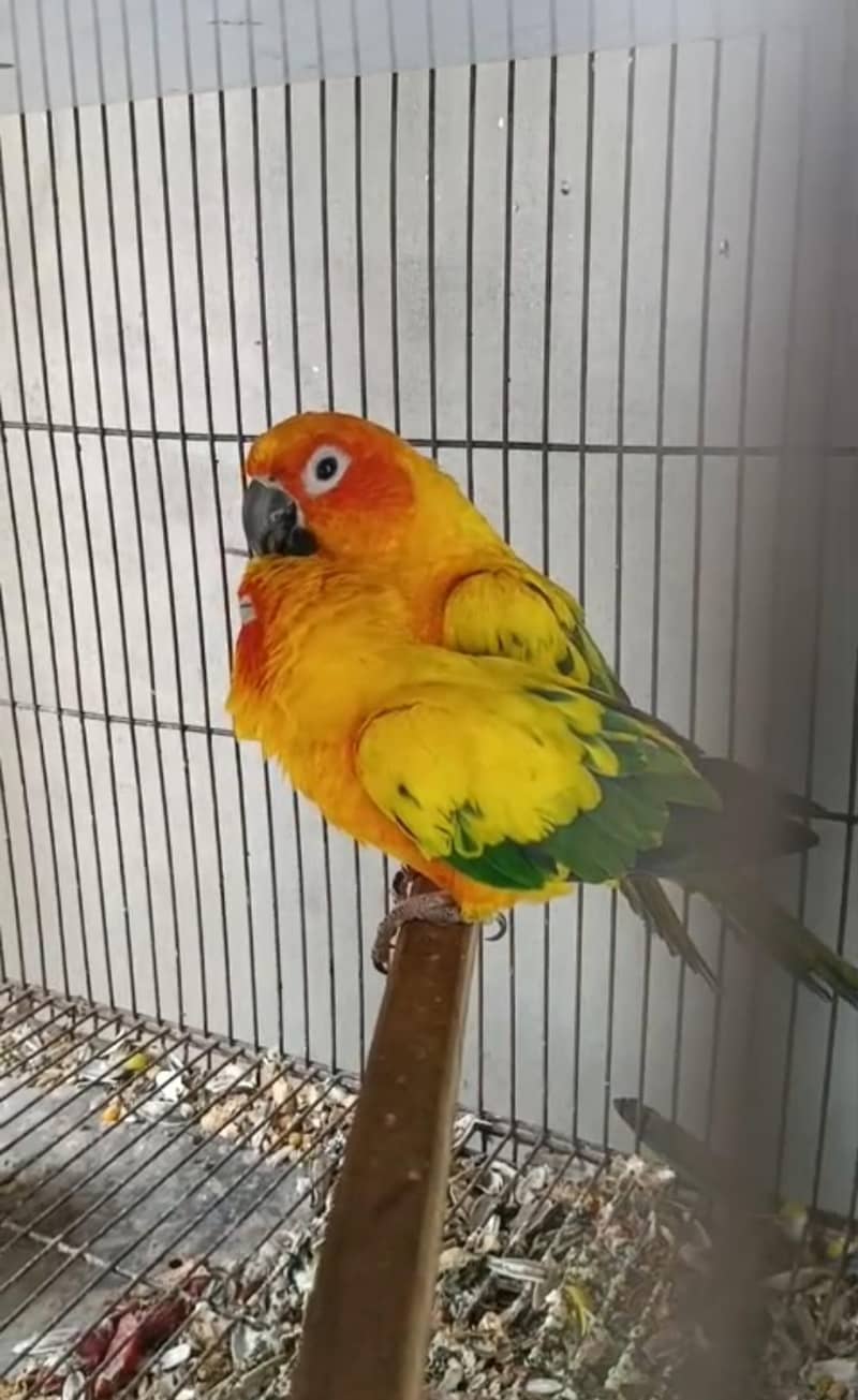 conure 1