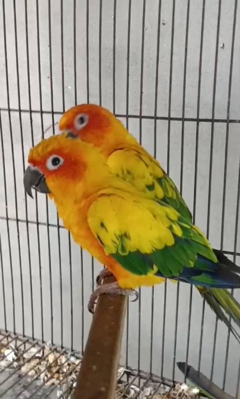 conure 2