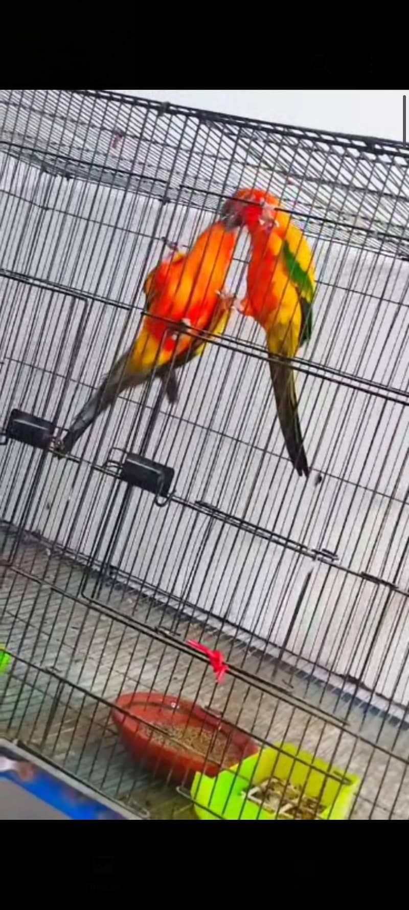 conure 3
