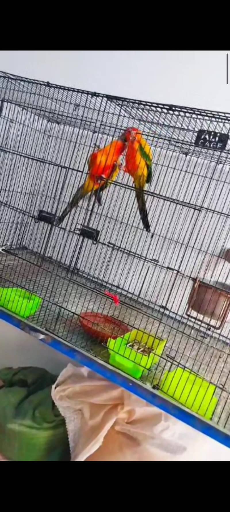 conure 4