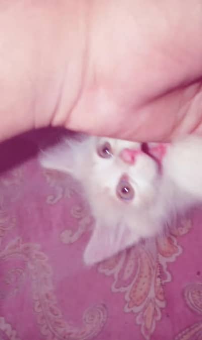 White persion cat imported breed