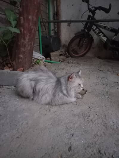 persian cat