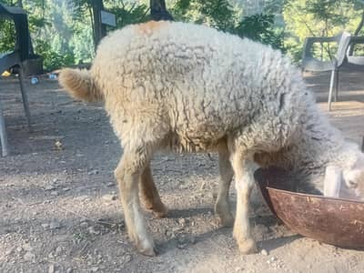 sheep for sale