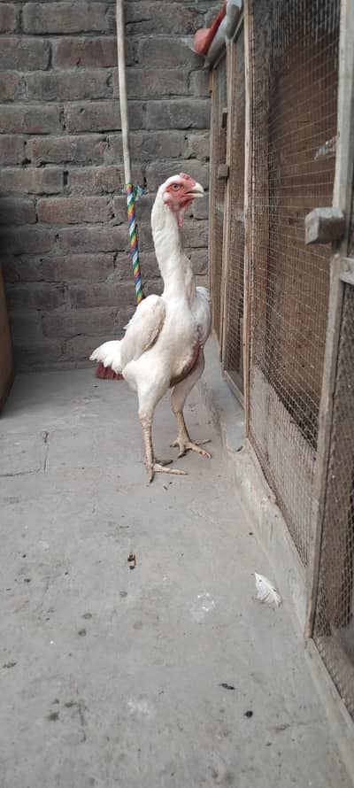 Shamo female
