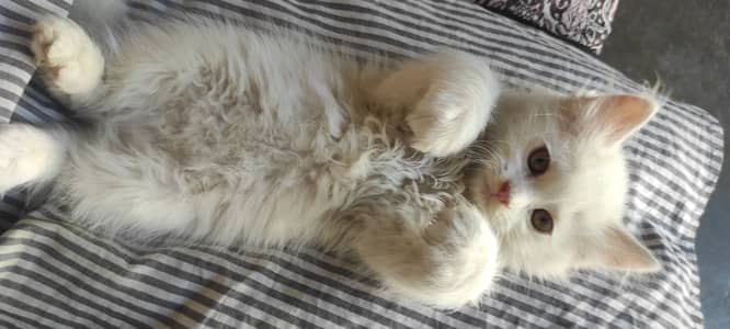 Persian odd eyes kittens