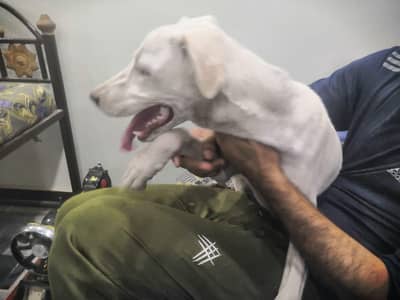Labrador m