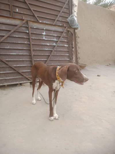 Pointer for sell