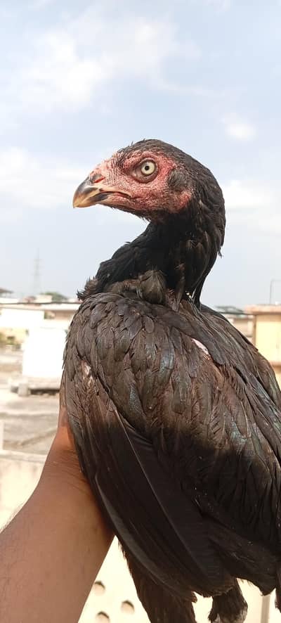Aseel lasani hen
