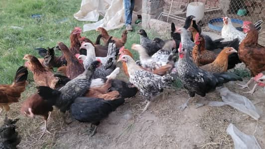 Golden Misri 600 grm pathiyan pattha mix #Healthy Active Vaccinated