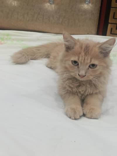 Persian kitten for urgent sale