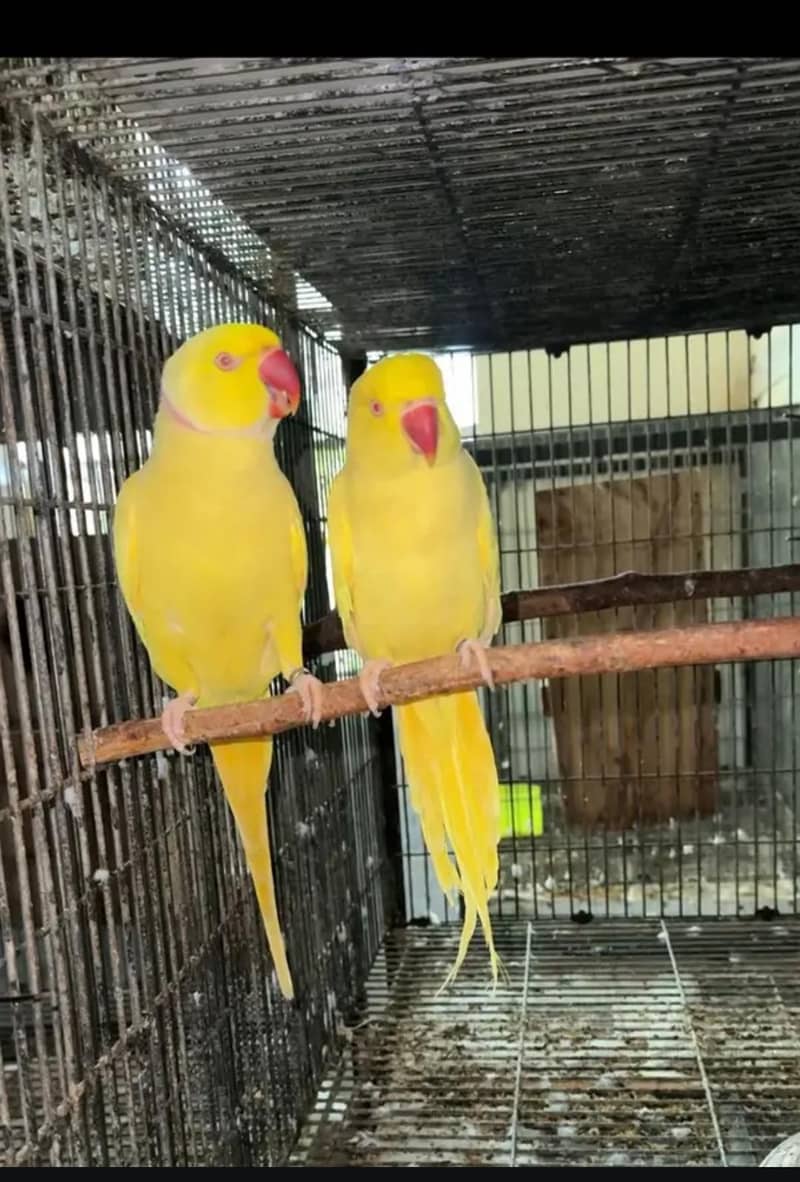 yellow ringneck pair 0