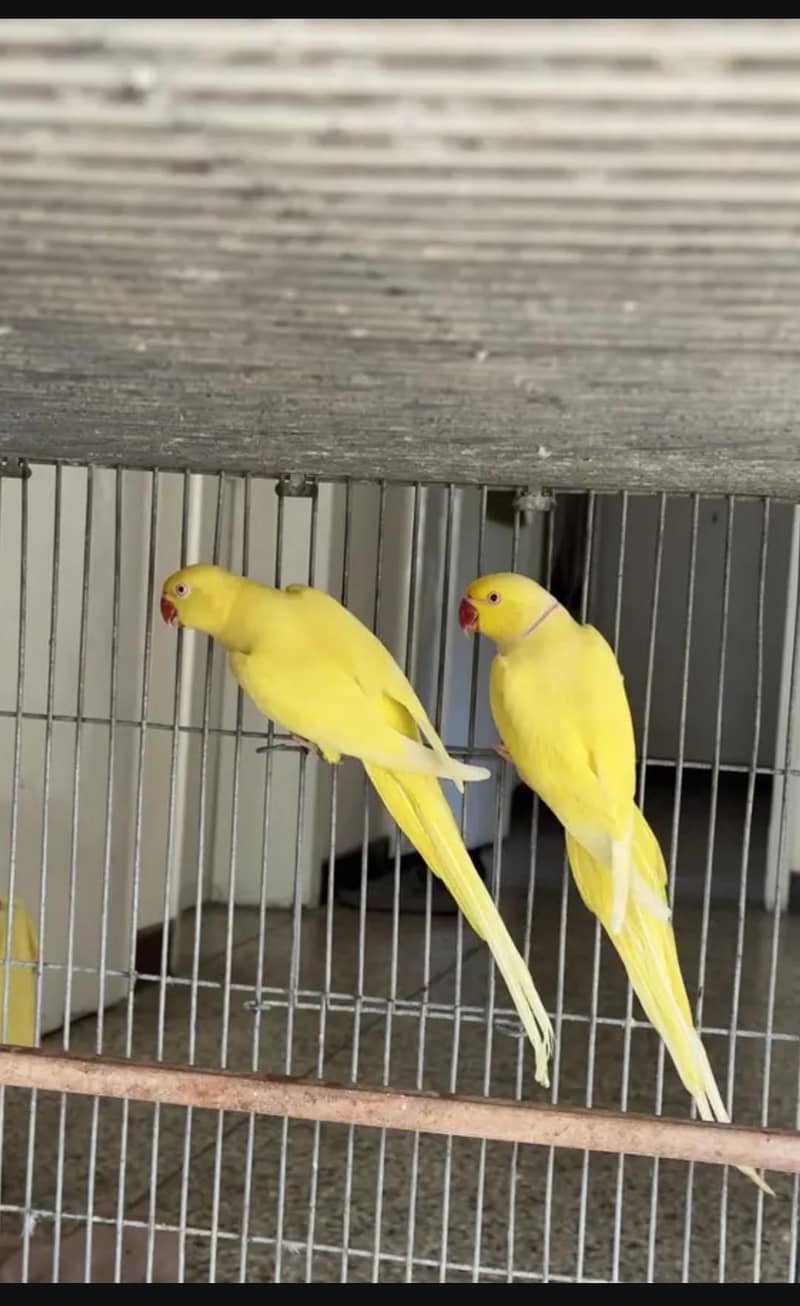 yellow ringneck pair 1