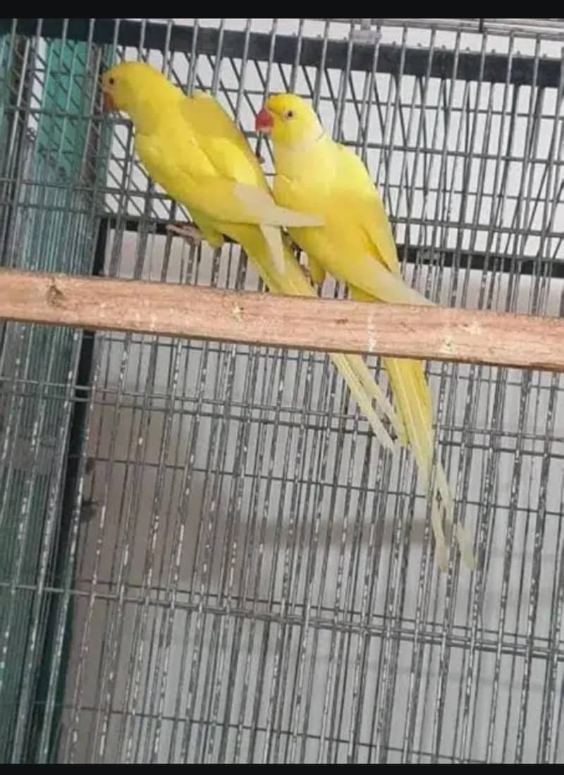 yellow ringneck pair 2