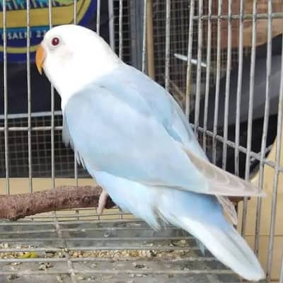 Budgies and love birds
