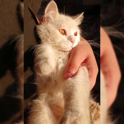 Fully Vaccinated White Persian Female Cat – 1 Year Old