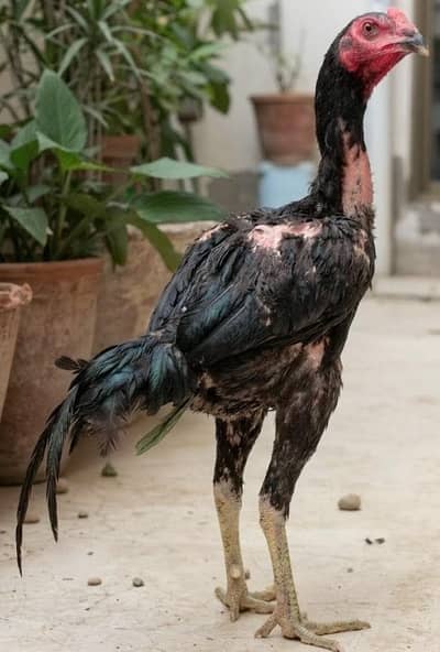 5 chickens 1 Cock