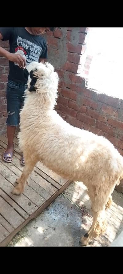 Mundra chatra bacha 03234438191