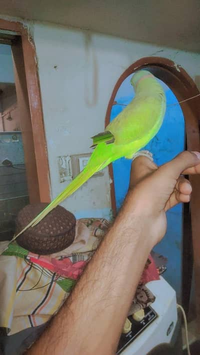 beautiful parrot