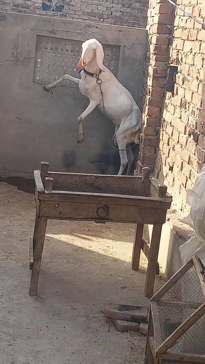 rajan puri female fresh 8 dant  khali hai available in fsd 03007655565
