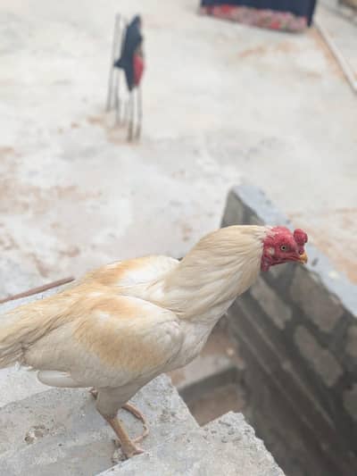 heera