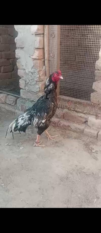 saleta mushka lasani crose male 03136376406 Wats app number