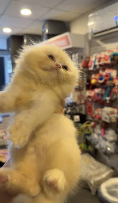 Kittens available only serious buyers contact
