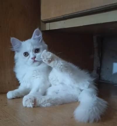 persian female kitten available for sale