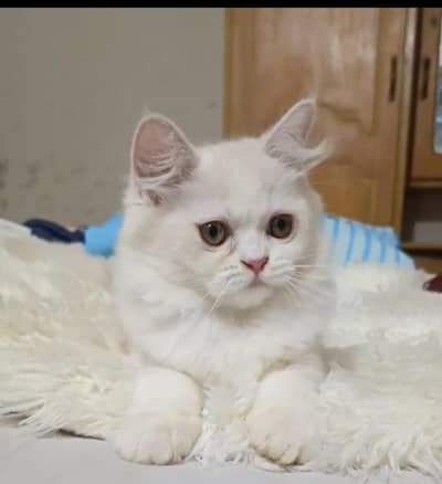 persian kitten /cute kitten | triple coated/ punch face_cute cat