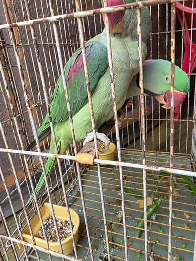 Kashmiri Parrots Pair
