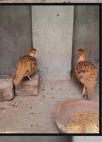 irani tettr king size brider pair  03446264908 watsap