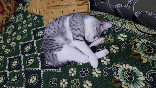 Beautiful Silver Tabby Cat for Sale