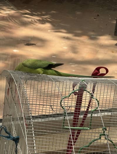 Green female  parrot with cage