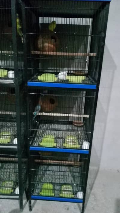 cage with parrot
