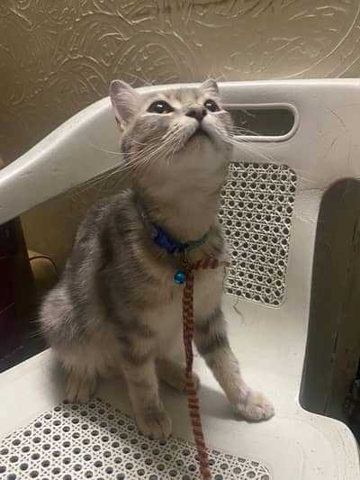 1 cat and 3 female kittens