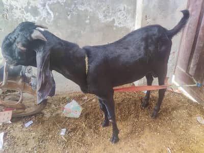 2 Healthy Male Bakray for Sale – 11 Months Old