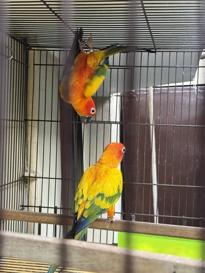 Sun conure for sale