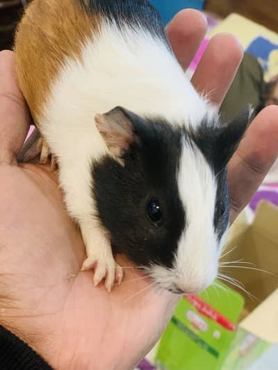 Hamster