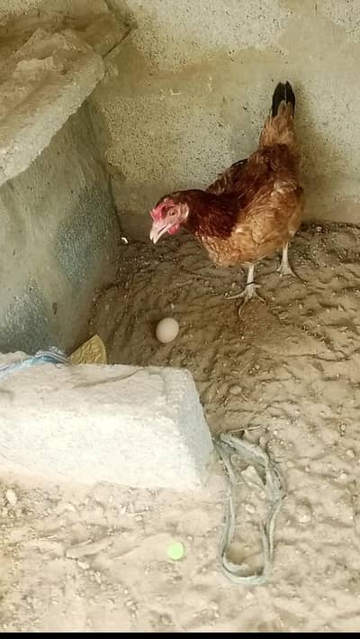 1 cock 2 hen