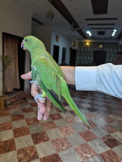 green parrot near to self