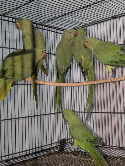 Ringnecks