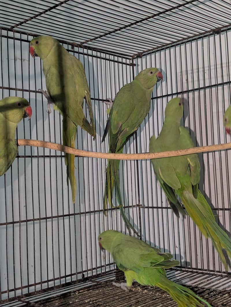 Ringnecks 1