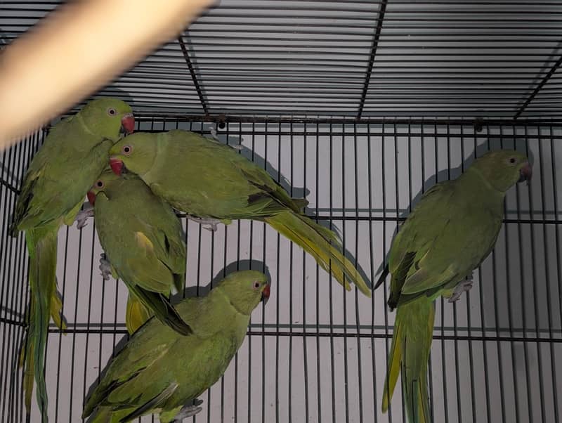 Ringnecks 2