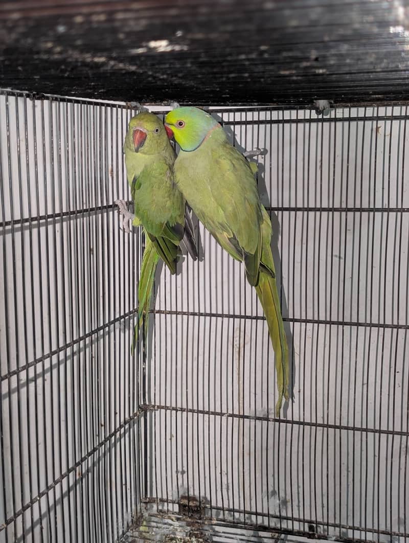 Ringnecks 3