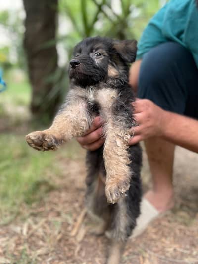 Pure German shefered puppy  Long Coat